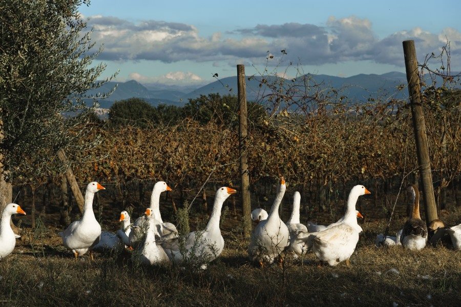 L'Umbria che eccelle...al Vinitaly!