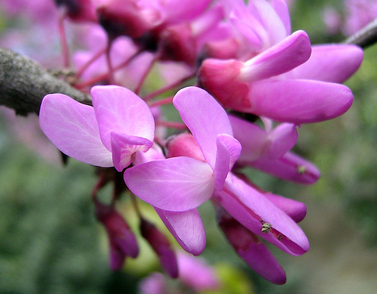 769px_Cercis_Siliquastrum.jpg