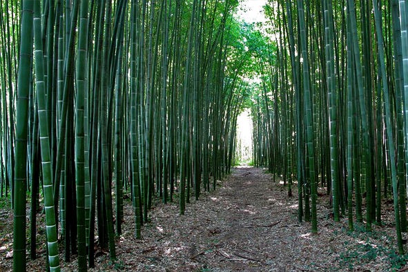 Bamboo.jpg