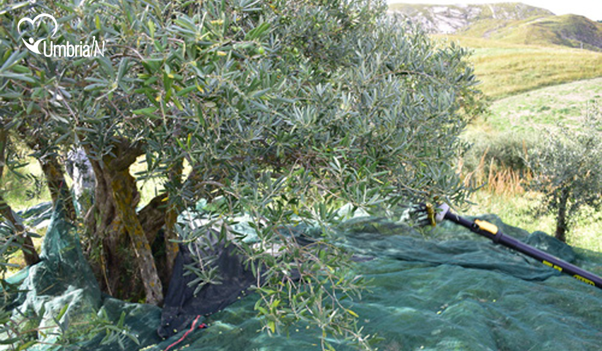 UMBRIAIN_TREVI_OLIO_1.jpg