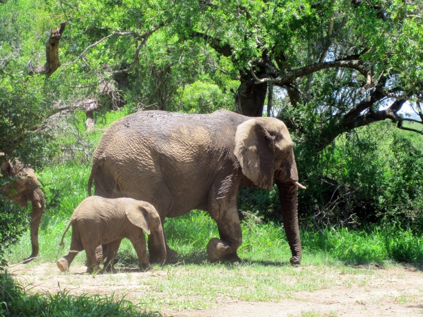 mom_and_baby_african_elephant.jpg